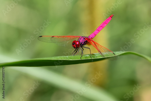 close up pink dragonfly sitting on a branch on a green background