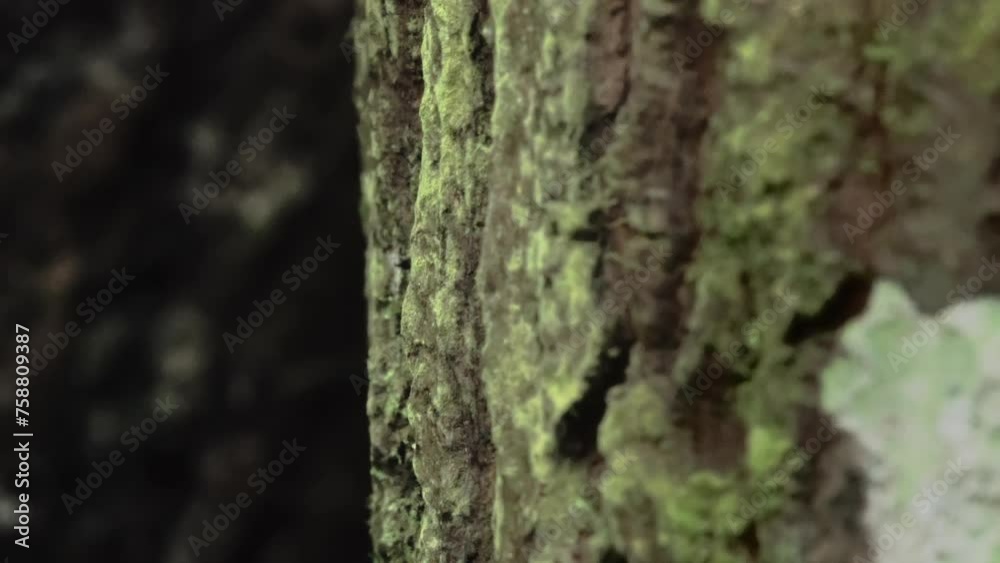Close-up of leaf cutter ants carrying leaf In the rainforest of Ecuador, South America. Hardworking ants in Yasuni National Park.