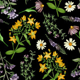 Seamless pattern on a dark background. Meadow grasses chamomile, lungwort grass, hypericaceae, heather oregano drawn in colored watercolor by hand. For printing on fabric and paper, textiles, design.