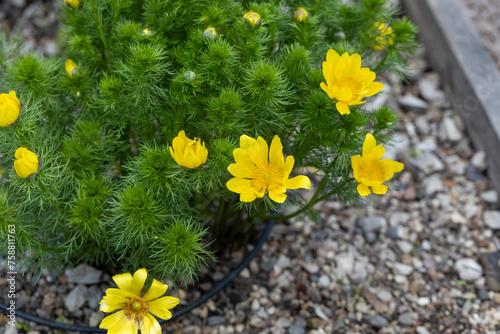Adonis vernalis is a Pheasant's Eye with yellow flowers in rock garden photo