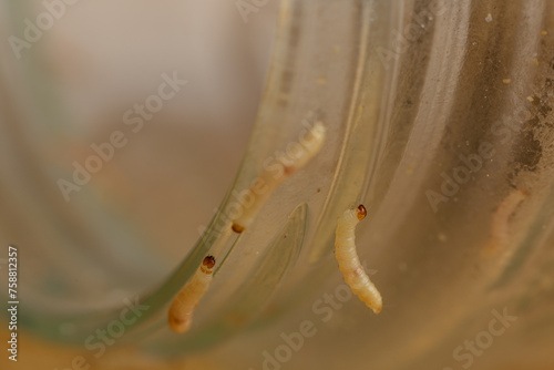 Indian mealmoth larvae invading reveal the crucial need for prompt pest management intervention photo