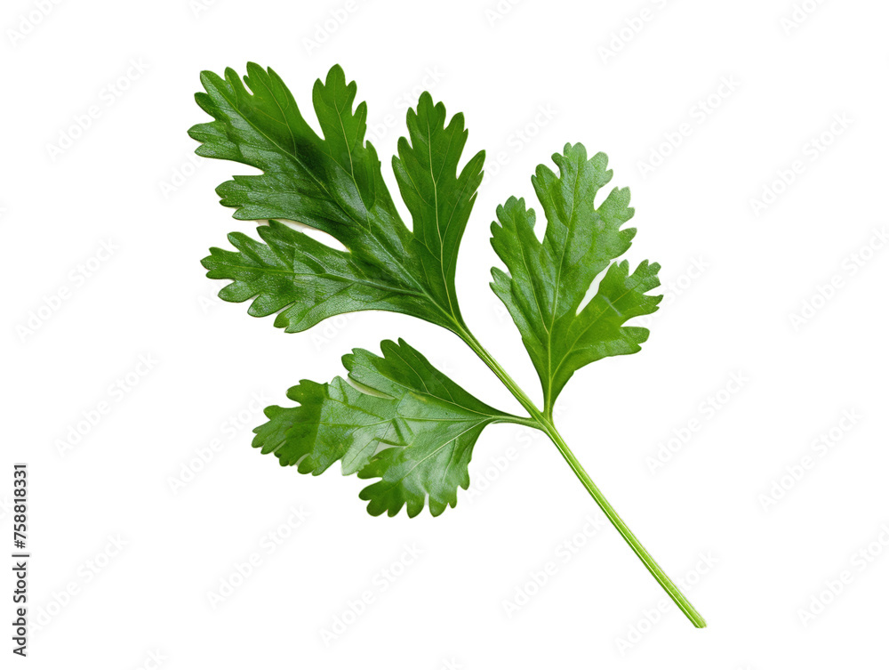 Coriander leaf isolated on transparent background Coriander leaf isolated on transparent background