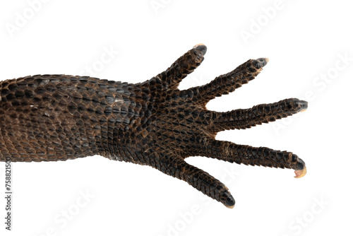 The front foot of Indonesian Giant Sailfin Dragon (Hydrosaurus microlophus). The species native to south Sulawesi Indonesia. It is the heaviest and longest species of sailfin lizard. PNG file.