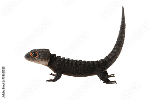 The Red-eyed Crocodile Skink - Tribolonotus gracilis, is a species of Skink endemic to New Guinea. © Lauren
