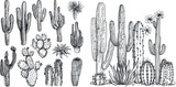Hand drawn Mexican cacti, home decor plants vector illustration set