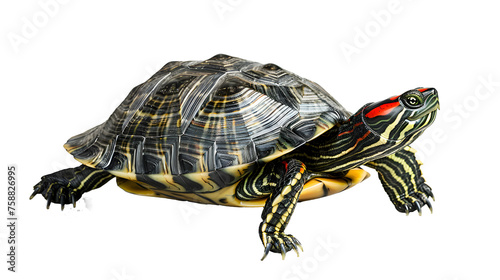 turtle transparent picture
