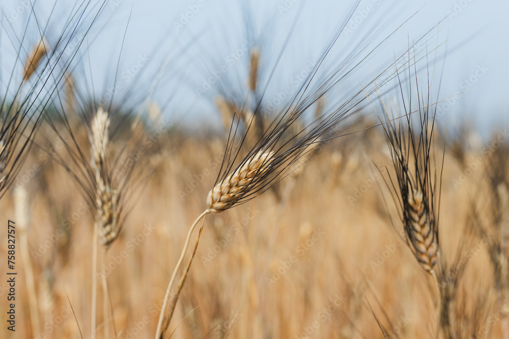 Summer barley field nearing harvest time Summer barley field nearing harvest time
