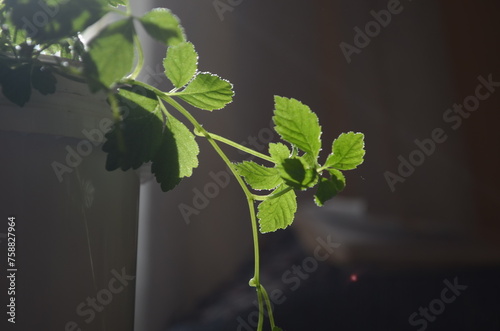 Miracle grass, Southern ginseng Gynostemma pentaphyllum Makino photo