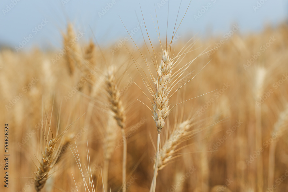 Summer barley field nearing harvest time Summer barley field nearing harvest time