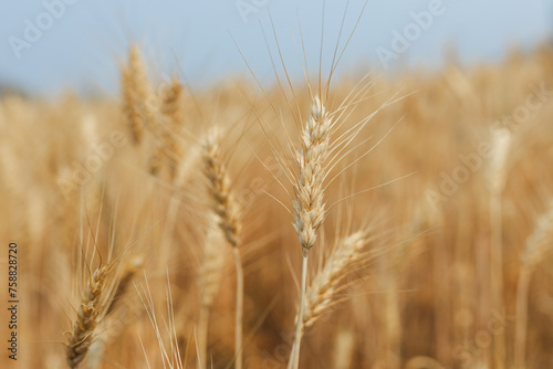 Summer barley field nearing harvest time