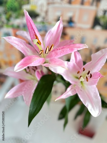 pink blooming Asian lily in a vase at home. Floral background