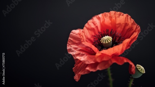 Red poppy flower on black background. Remembrance Day, Armistice Day, Anzac day symbol