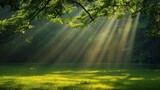 The suns rays stream through the lush green leaves of a tree, casting dappled light on the ground below in a natural and serene setting
