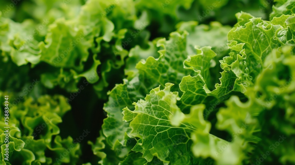 This close-up view showcases a bunch of fresh green lettuce leaves arranged closely together, highlighting their vibrant color and crisp texture This close-up view showcases a bunch of fresh green lettuce leaves arranged closely together, highlighting their vibrant color and crisp texture