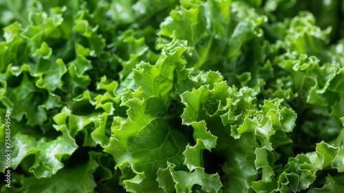This close-up view showcases a bunch of fresh green lettuce leaves arranged closely together, highlighting their vibrant color and crisp texture