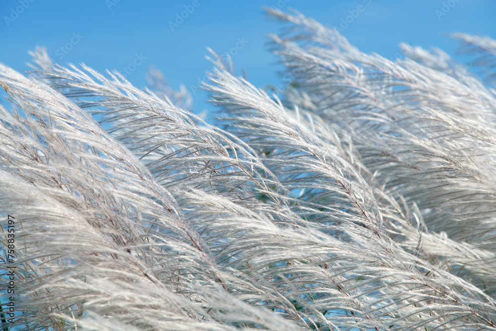 white grass flower white grass flower