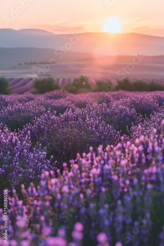A serene field of lavender flowers bathed in the warm glow of the setting sun, creating a picturesque scene of beauty and tranquility