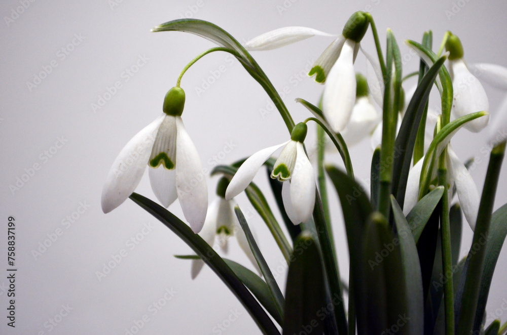 Fototapeta premium Snowdrop Flowers