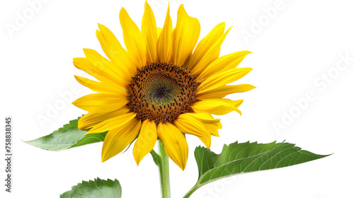 Sunflower on Transparent Background PNG