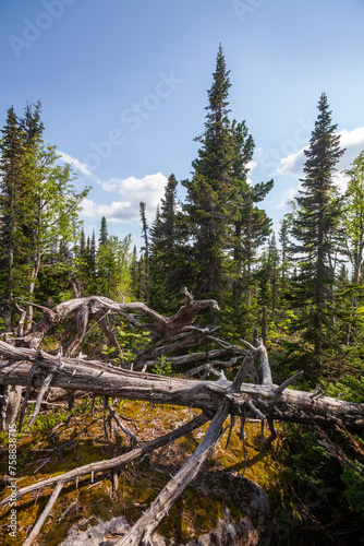 Dead dry trees in the taiga in Mountain Shoria. Kemerovo region, Kuzbass, Russia