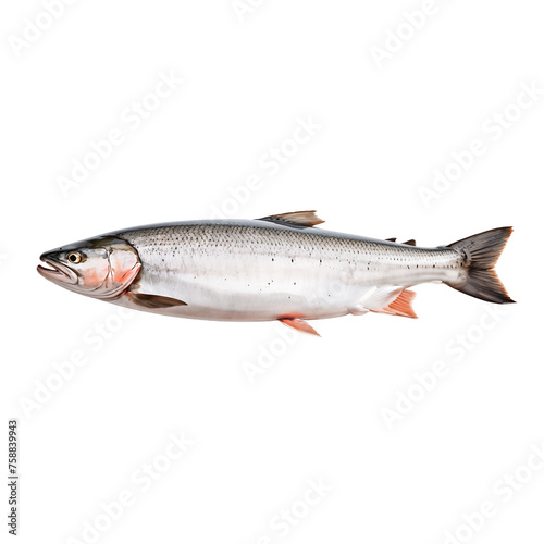 whole-salmon isolated on transparent background
