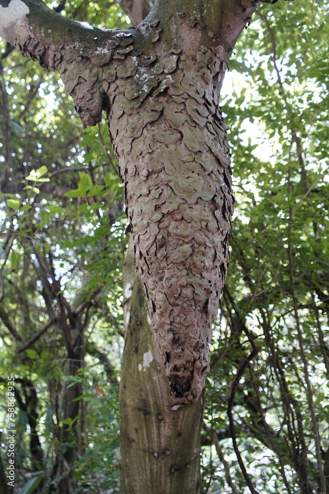 Fototapeta premium Termites are small insects that live in colonies and have distinct castes (eusocial) and feed on wood or other dead plant matter. Ceará State Biological Park, Fortaleza.