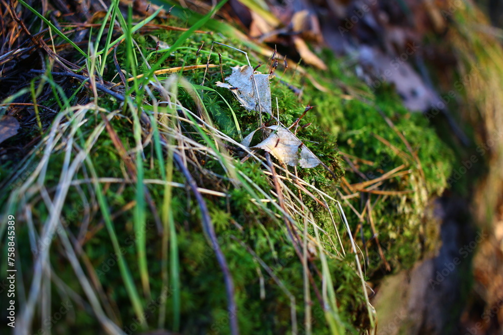 moss on the ground moss on the ground
