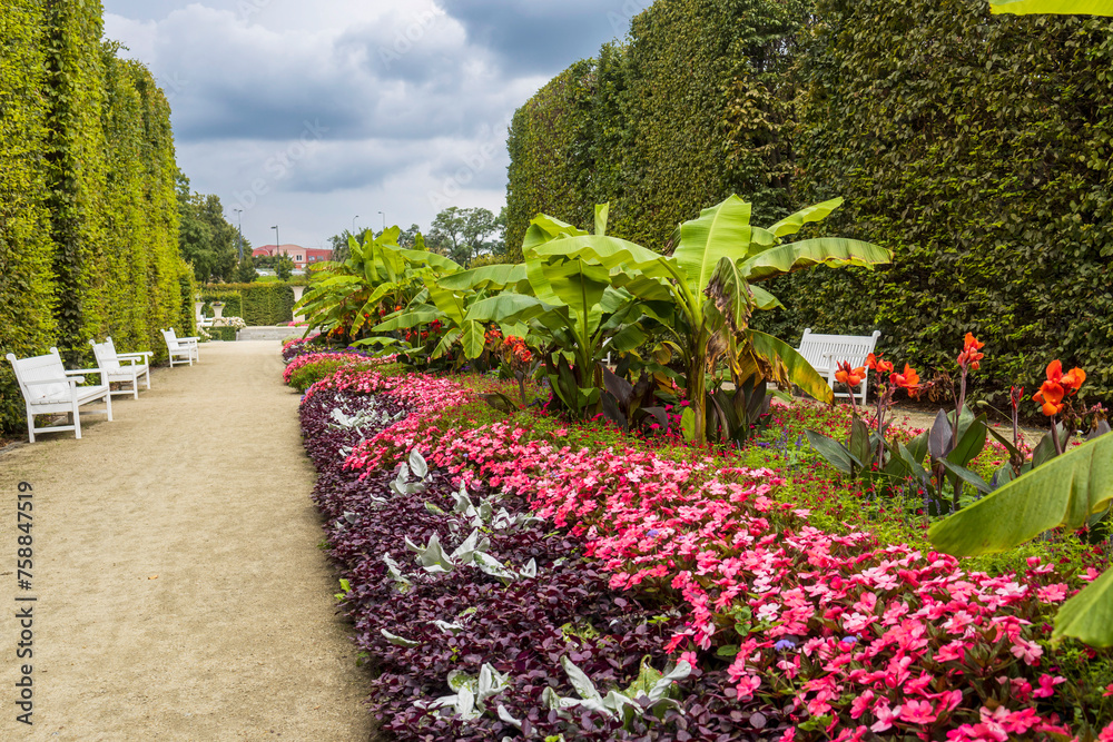 Park in Warsaw with red begonias, banana plants. A path among cypress hedges and white benches. Landscape design