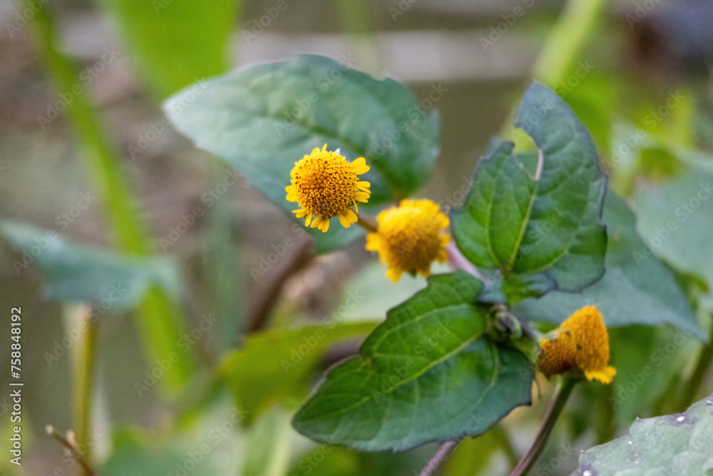 Little yellow flowers are blooming on the side of the road that resemble sunflowers. It is locally called Bon Gada or Nakful in Bangladesh. Its also known as Oppositeleaf Spotflower (Acmella repens).