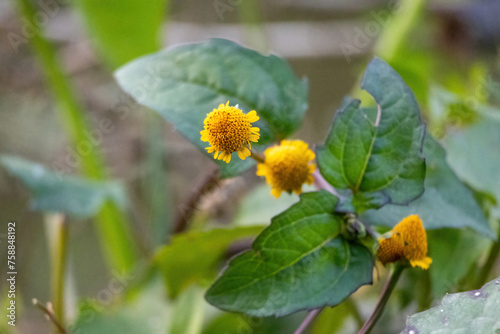 Little yellow flowers are blooming on the side of the road that resemble sunflowers. It is locally called Bon Gada or Nakful in Bangladesh. Its also known as Oppositeleaf Spotflower (Acmella repens). photo