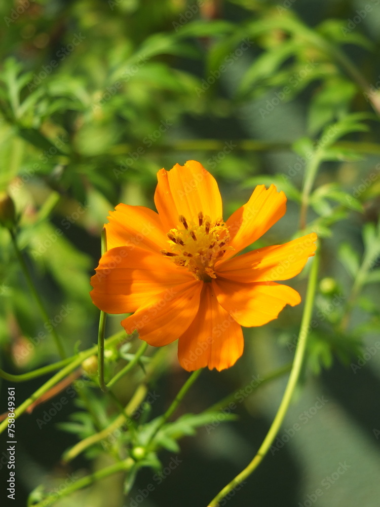 This image was captured by a Fujifilm camera. This image was captured in my garden. This image was captured by a Fujifilm camera. This image was captured in my garden.