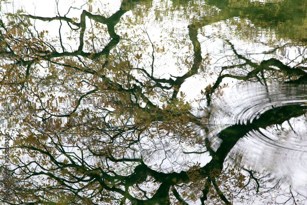Fototapeta premium The reflection of the trees on the lake