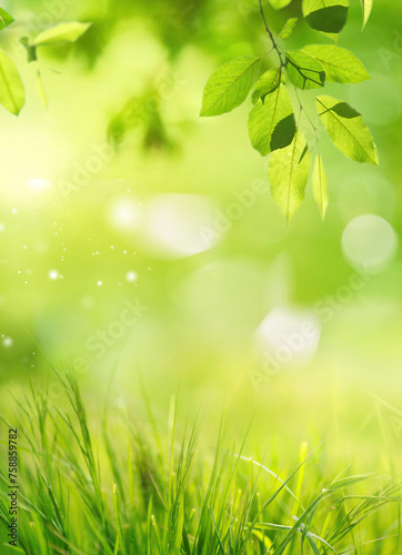 Natural background with young lush green grass and tree leaves in sunlight with beautiful bokeh. Summer spring background wihh soft focus.