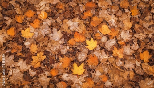 fallen autumn leaves © Iremia