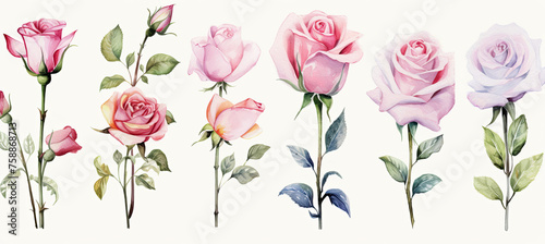 Collection of watercolor roses flowers Isolated on white background