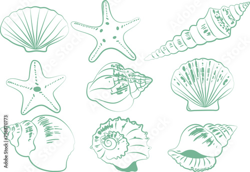 Set of seashells, mollusks, starfish. Beautiful turquoise silhouettes of shells of different shapes. Trendy flat vector illustration isolated on white for stickers. Smooth lines.