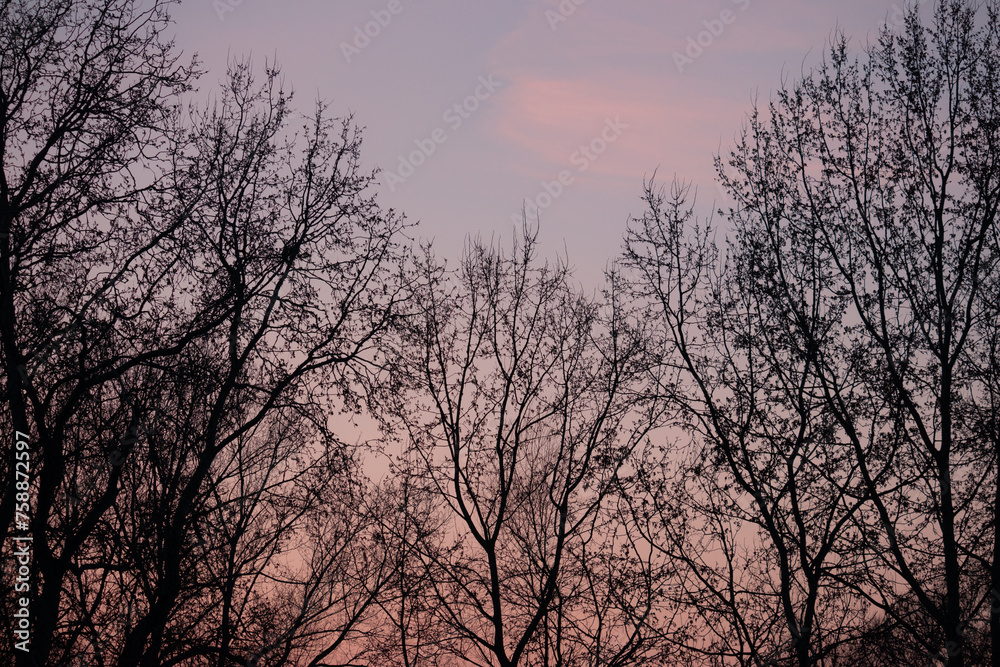 Trees without leaves silhouette on a pink and blue sky Trees without leaves silhouette on a pink and blue sky