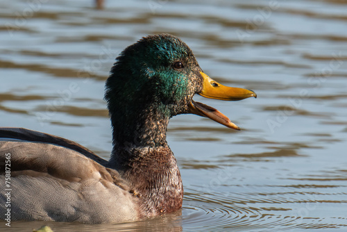 Mallard