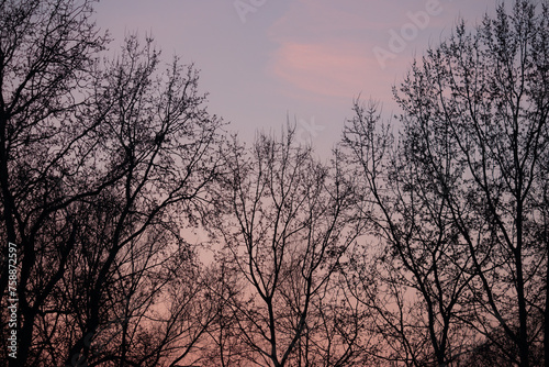 Trees without leaves silhouette on a pink and blue sky