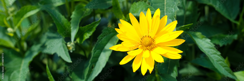 A bright yellow flower in full bloom with detailed petals against a background of green leaves. Natural beauty concept, Women's day, birthday greeting card, postcard. Panoramic banner with copy space A bright yellow flower in full bloom with detailed petals against a background of green leaves. Natural beauty concept, Women's day, birthday greeting card, postcard. Panoramic banner with copy space