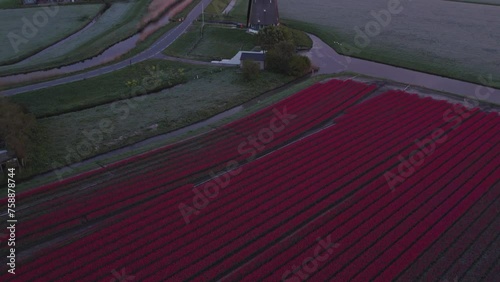 Aerial view of colorful dutch tulip fields near traditional windmill at sunrise, Obdam, Netherlands photo