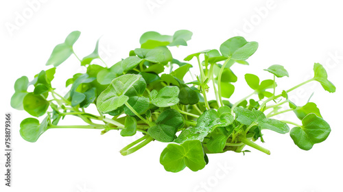 Watercress on Transparent Background PNG