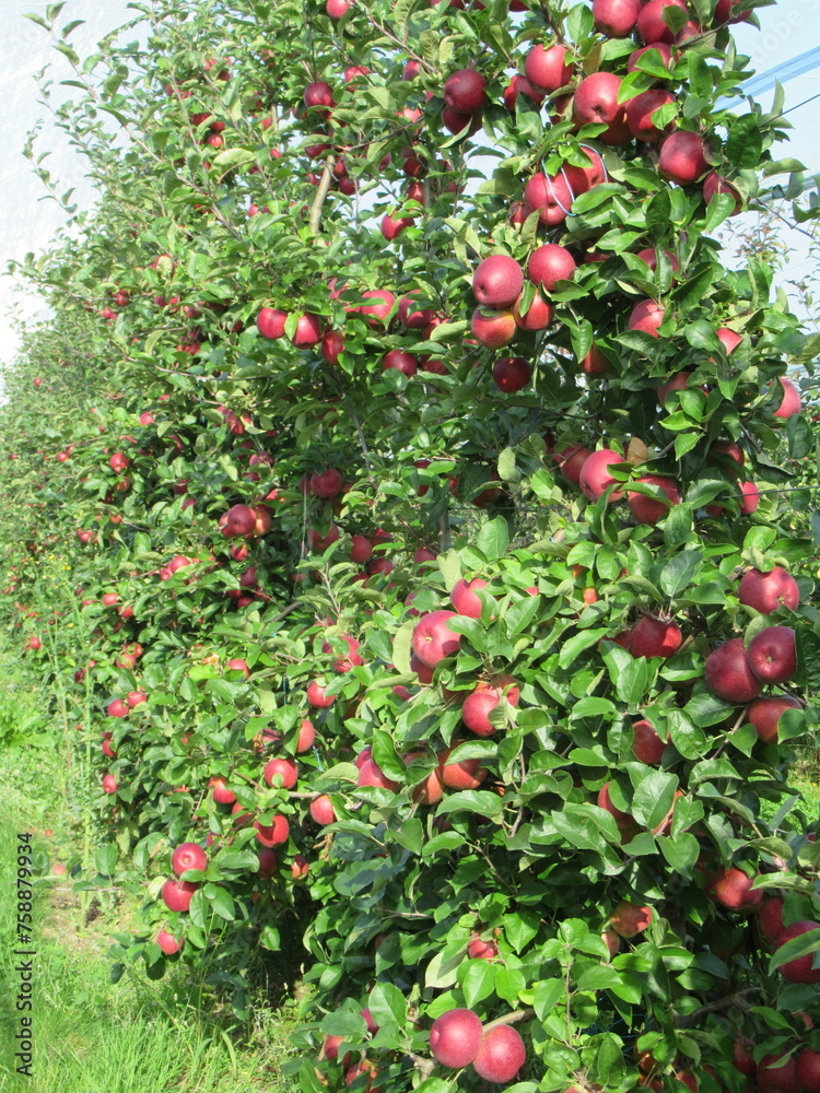 pomme jonagold pomme jonagold