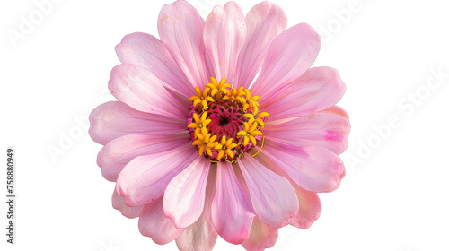 Zinnia on Transparent Background PNG