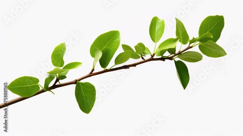Fresh green leaves on a branch against a plain white background. Suitable for nature or environmental concepts