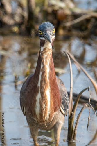 Green Heron