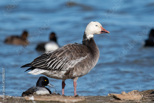 Snow Goose Blue Morph