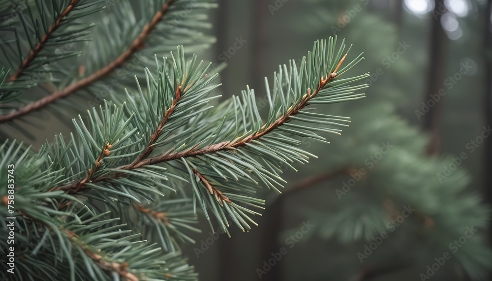 Pine branch, aesthetic nature background