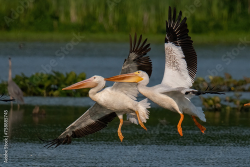 American White Pelican