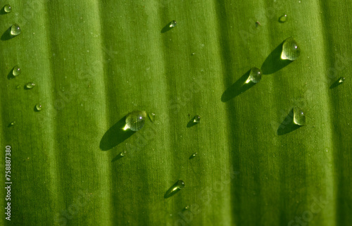 drops on the green banana leaf, purity in nature concept photo